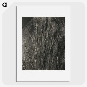2-41_Alfred-Stieglitz_picture