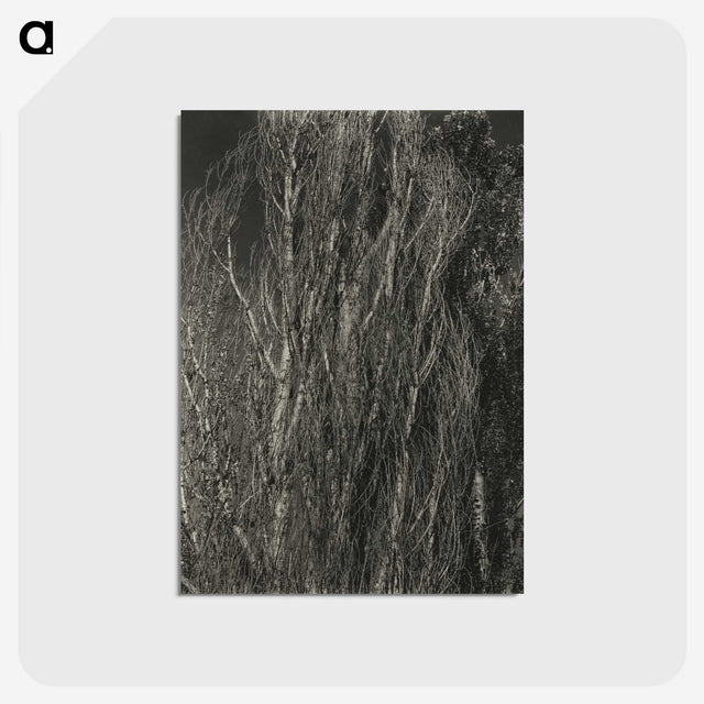 2-41_Alfred-Stieglitz_postcard