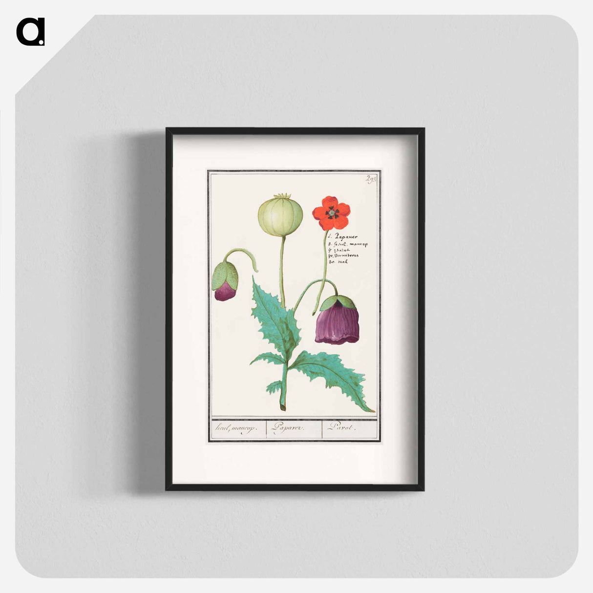 Poppy, Papaver - アンセルムス ボエティウス デ ブート Poster.