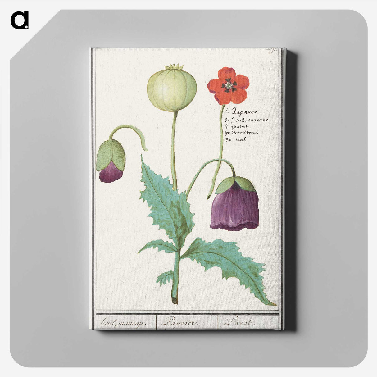 2-41_Anselmus-Boetius-de-Boodt_canvas