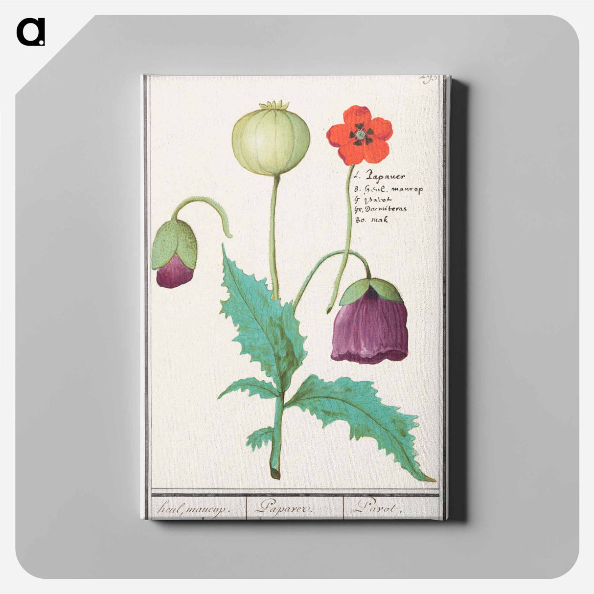 Poppy, Papaver - アンセルムス ボエティウス デ ブート Canvas.