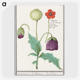 2-41_Anselmus-Boetius-de-Boodt_picture-crop
