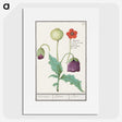 2-41_Anselmus-Boetius-de-Boodt_picture