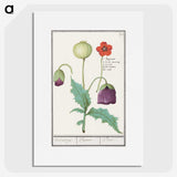 2-41_Anselmus-Boetius-de-Boodt_picture
