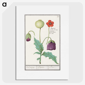 2-41_Anselmus-Boetius-de-Boodt_picture