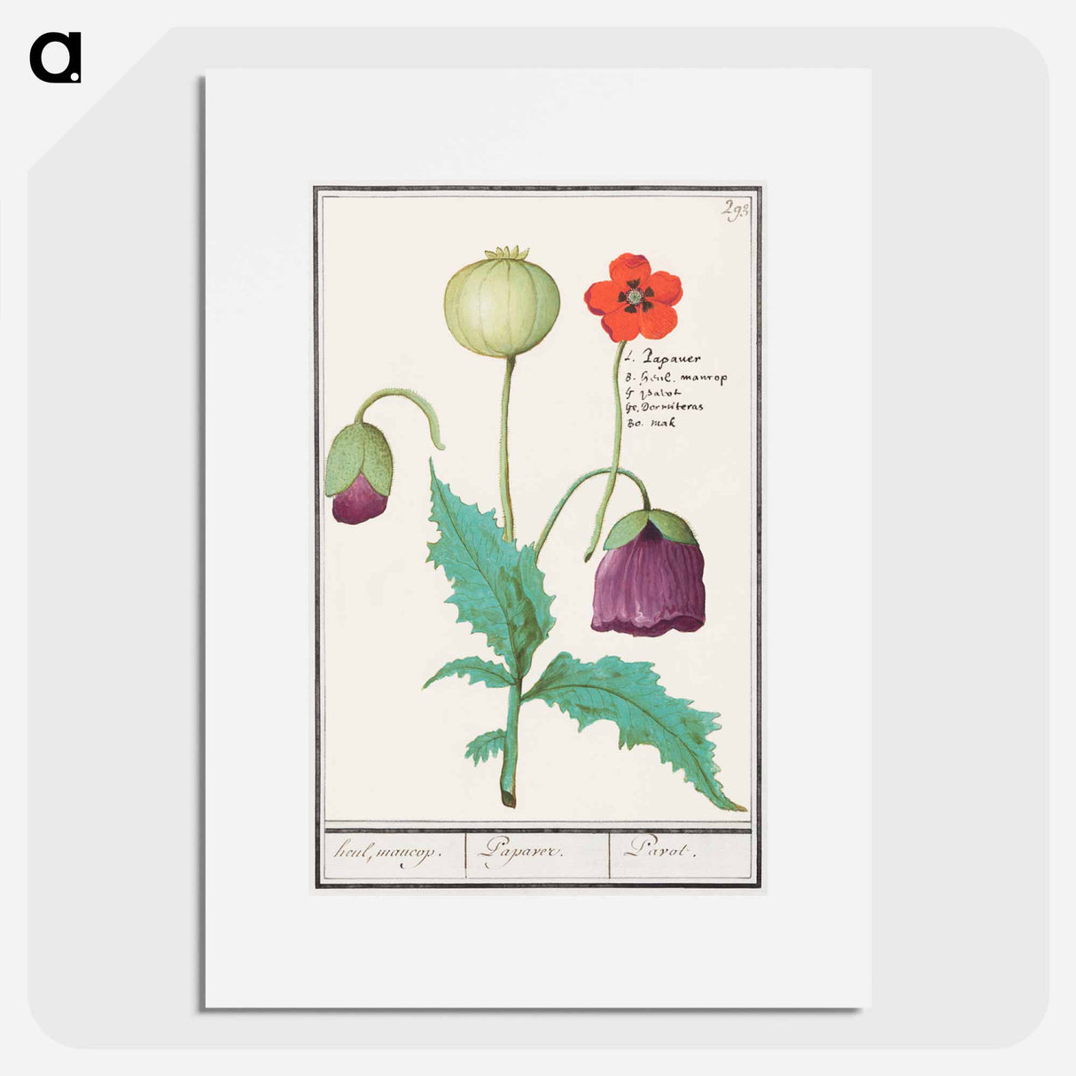 Poppy, Papaver - アンセルムス ボエティウス デ ブート Poster.