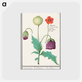 アートポストカード-Poppy, Papaver - アンセルムス ボエティウス デ ブート Postcard.
