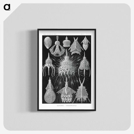 2-41_Ernst-Haeckel_blk-crop