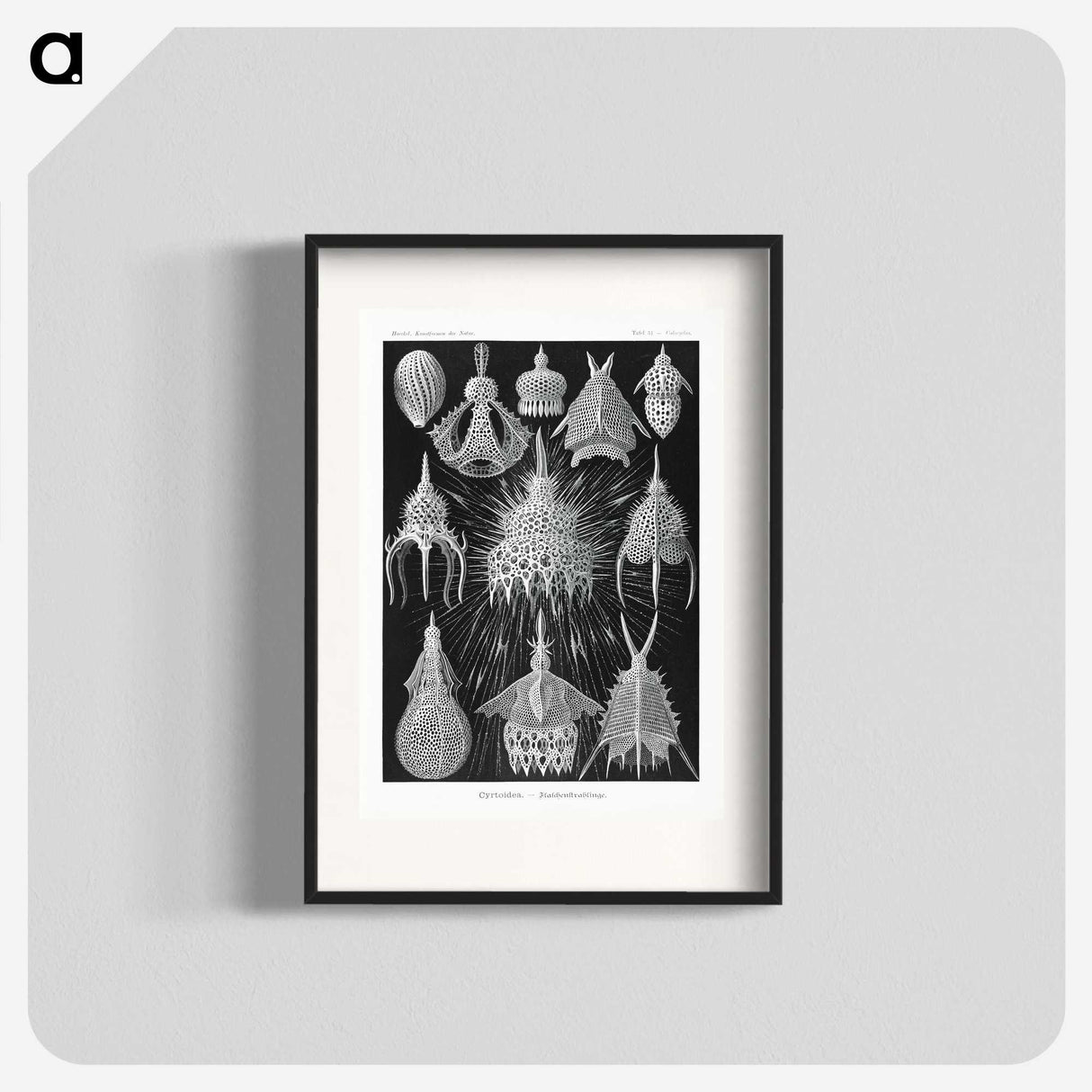 2-41_Ernst-Haeckel_blk
