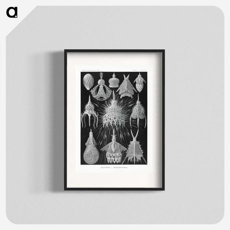2-41_Ernst-Haeckel_blk