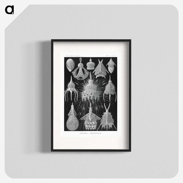 2-41_Ernst-Haeckel_blk