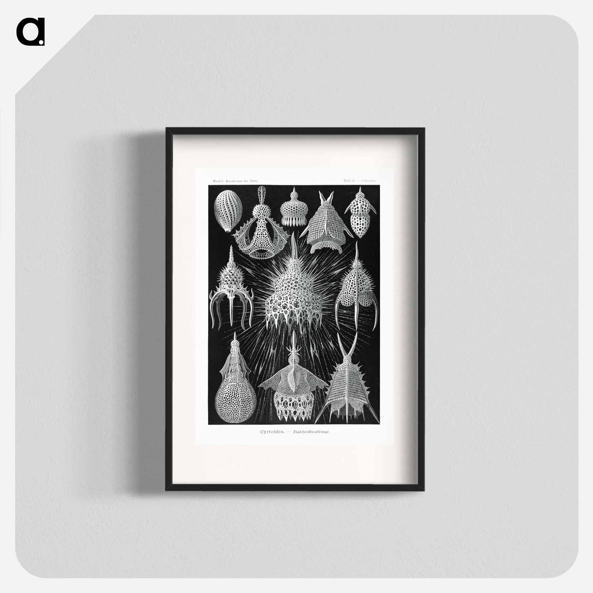 Crytoidea–Flaschenstrahlinge - エルンスト ヘッケル Poster.