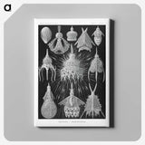 2-41_Ernst-Haeckel_canvas