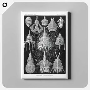 2-41_Ernst-Haeckel_canvas