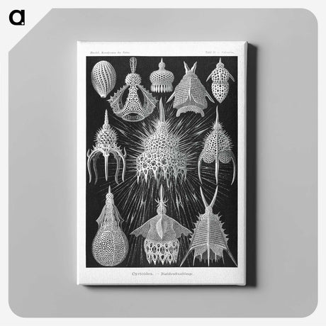 2-41_Ernst-Haeckel_canvas