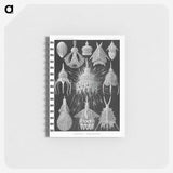 2-41_Ernst-Haeckel_memo