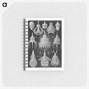 2-41_Ernst-Haeckel_memo