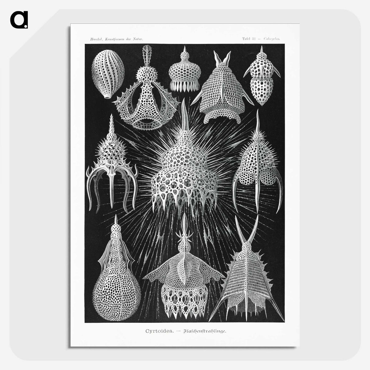 2-41_Ernst-Haeckel_picture-crop