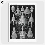 2-41_Ernst-Haeckel_picture-crop