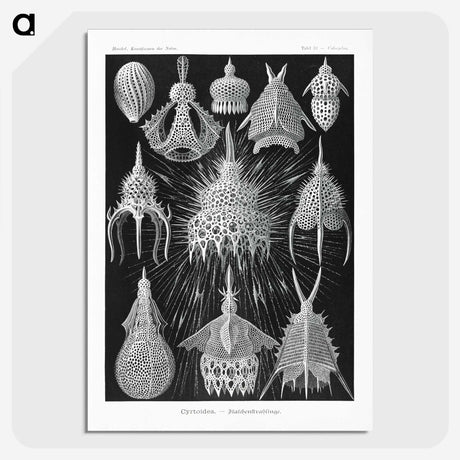 2-41_Ernst-Haeckel_picture-crop