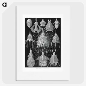 2-41_Ernst-Haeckel_picture