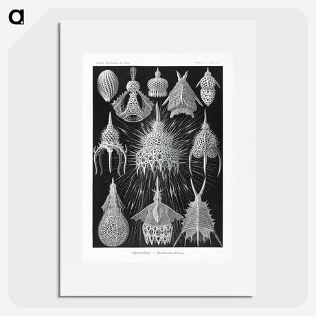 2-41_Ernst-Haeckel_picture