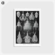 2-41_Ernst-Haeckel_postcard