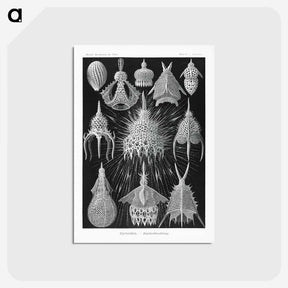 2-41_Ernst-Haeckel_postcard