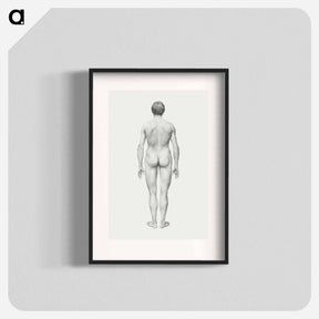 アートポスター-Human Figure, Posterior View
 - ジョージ スタッブス Poster.