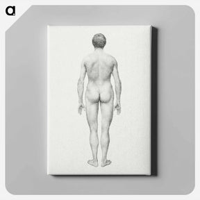 アートパネル-Human Figure, Posterior View
 - ジョージ スタッブス Canvas.