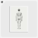 アートポストカード-Human Figure, Posterior View
 - ジョージ スタッブス Postcard.