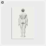 アートポストカード-Human Figure, Posterior View
 - ジョージ スタッブス Postcard.