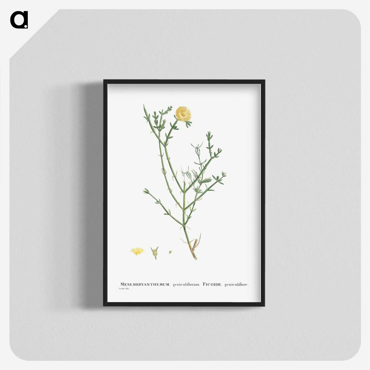 2-41_Histoire-des-Plantes-Grasses_blk-crop