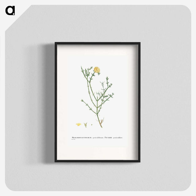 2-41_Histoire-des-Plantes-Grasses_blk