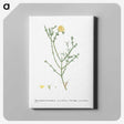2-41_Histoire-des-Plantes-Grasses_canvas
