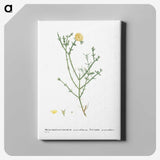 2-41_Histoire-des-Plantes-Grasses_canvas