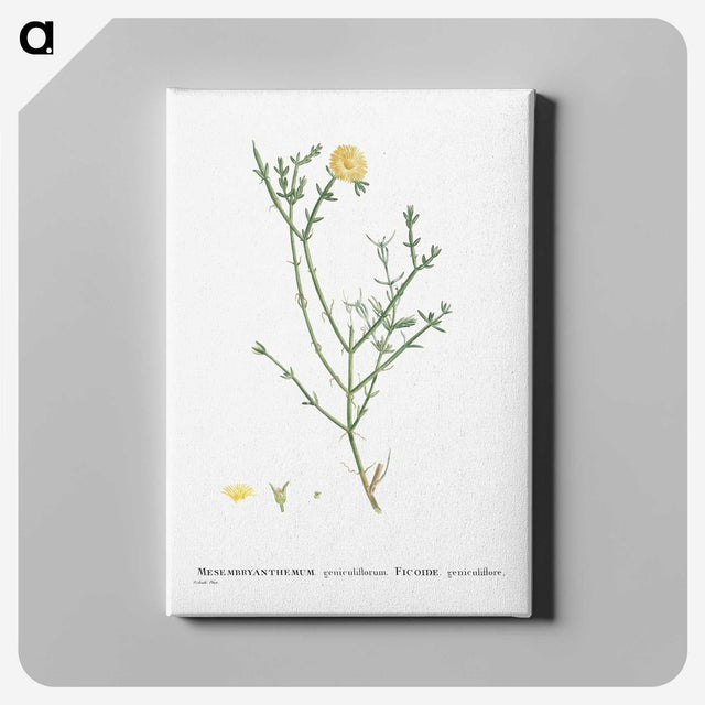 2-41_Histoire-des-Plantes-Grasses_canvas