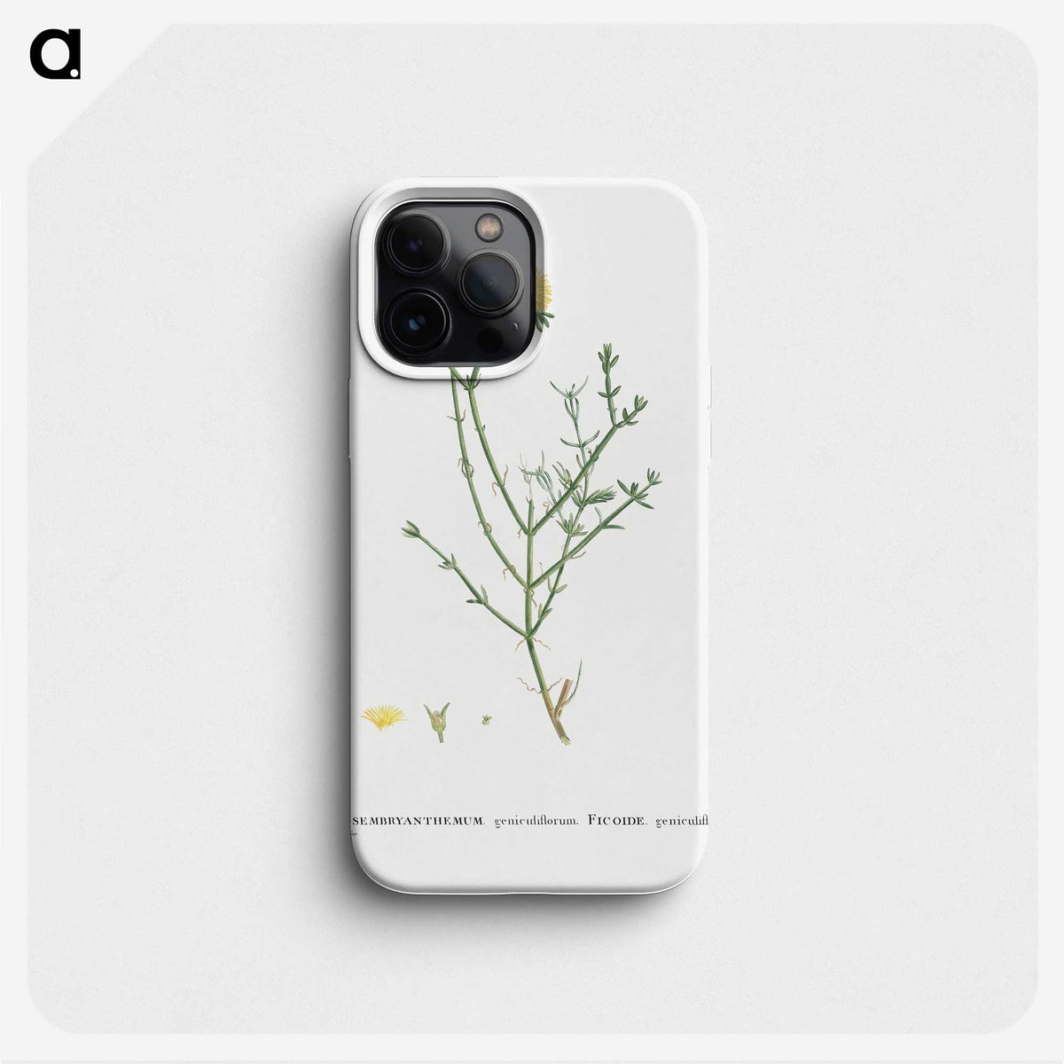 2-41_Histoire-des-Plantes-Grasses_phone