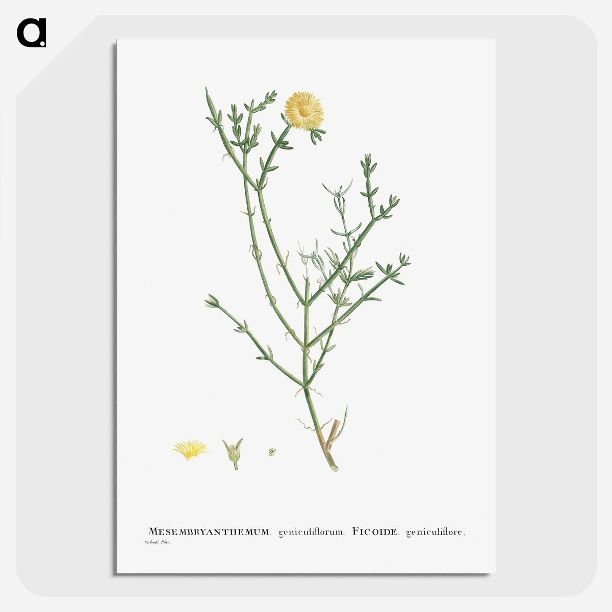 2-41_Histoire-des-Plantes-Grasses_picture-crop