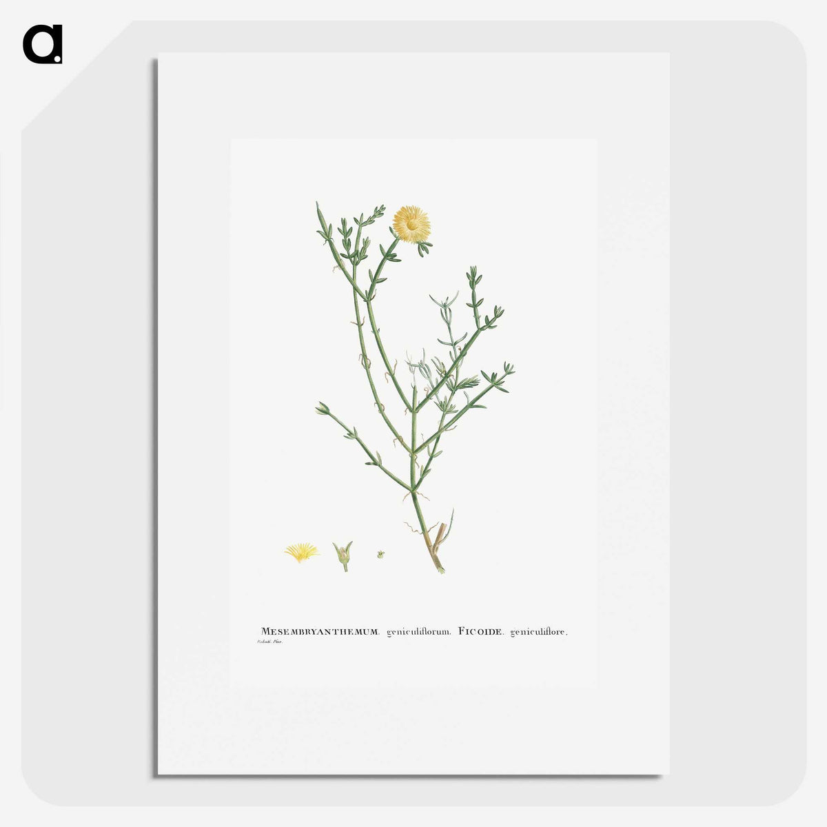 2-41_Histoire-des-Plantes-Grasses_picture