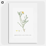 2-41_Histoire-des-Plantes-Grasses_picture