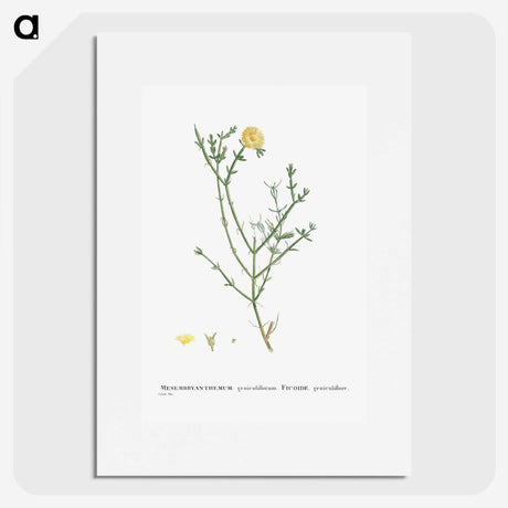 2-41_Histoire-des-Plantes-Grasses_picture