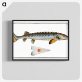 2-41_Ichtyologie-ou-Histoire-naturelle_blk-crop