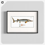 2-41_Ichtyologie-ou-Histoire-naturelle_blk