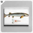 2-41_Ichtyologie-ou-Histoire-naturelle_canvas