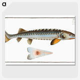 2-41_Ichtyologie-ou-Histoire-naturelle_picture-crop