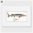 2-41_Ichtyologie-ou-Histoire-naturelle_picture