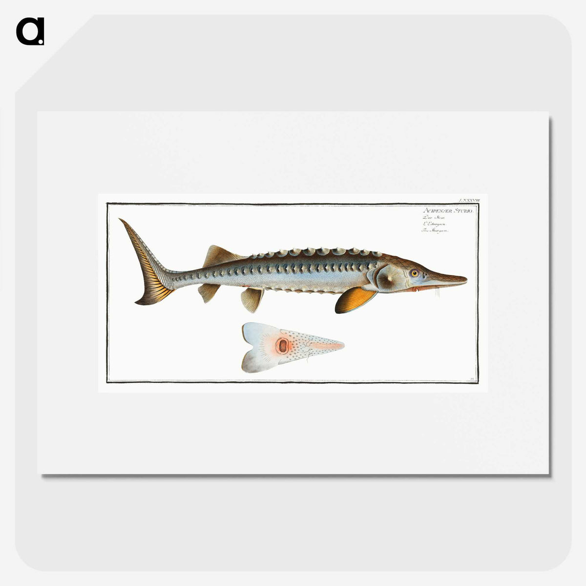 2-41_Ichtyologie-ou-Histoire-naturelle_picture