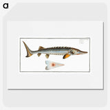 2-41_Ichtyologie-ou-Histoire-naturelle_picture
