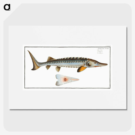 2-41_Ichtyologie-ou-Histoire-naturelle_picture